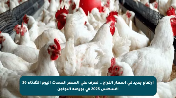 ارتفاع جديد في أسعار الفراخ.. تعرف على السعر المحدث اليوم الثلاثاء 26 أغسطس 2025 في بورصة الدواجن